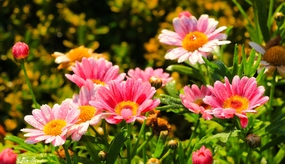 粉色菊花花草丛摄影图片